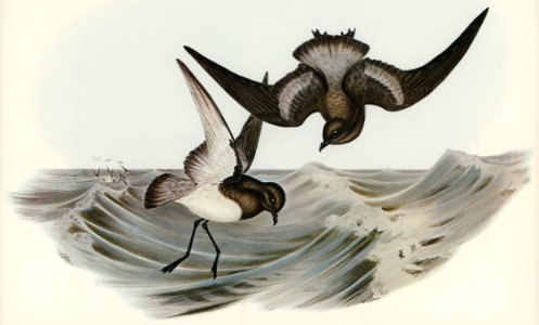 Grey-backed Storm Petrel (Thalassidroma Nereis) illustrated by Elizabeth Gould (1804–1841) for John Gould’s (1804-1881) Birds of Australia (1972 Edition, 8 volumes). Digitally enhanced from our own facsimile book (1972 Edition, 8 volumes).. Free illustration for personal and commercial use.