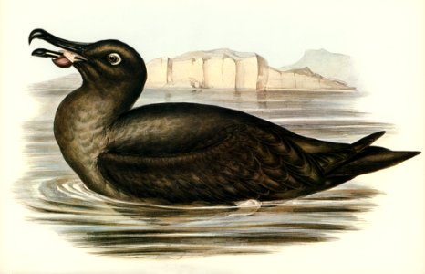 Sooty Albatros (Diomedea fuliginosa) illustrated by Elizabeth Gould (1804–1841) for John Gould’s (1804-1881) Birds of Australia (1972 Edition, 8 volumes). Digitally enhanced from our own facsimile book (1972 Edition, 8 volumes).