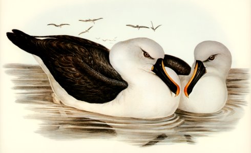 Yellow-billed Albatros (Diomedea chlororhynchos) illustrated by Elizabeth Gould (1804–1841) for John Gould’s (1804-1881) Birds of Australia (1972 Edition, 8 volumes). Digitally enhanced from our own facsimile book (1972 Edition, 8 volumes).. Free illustration for personal and commercial use.