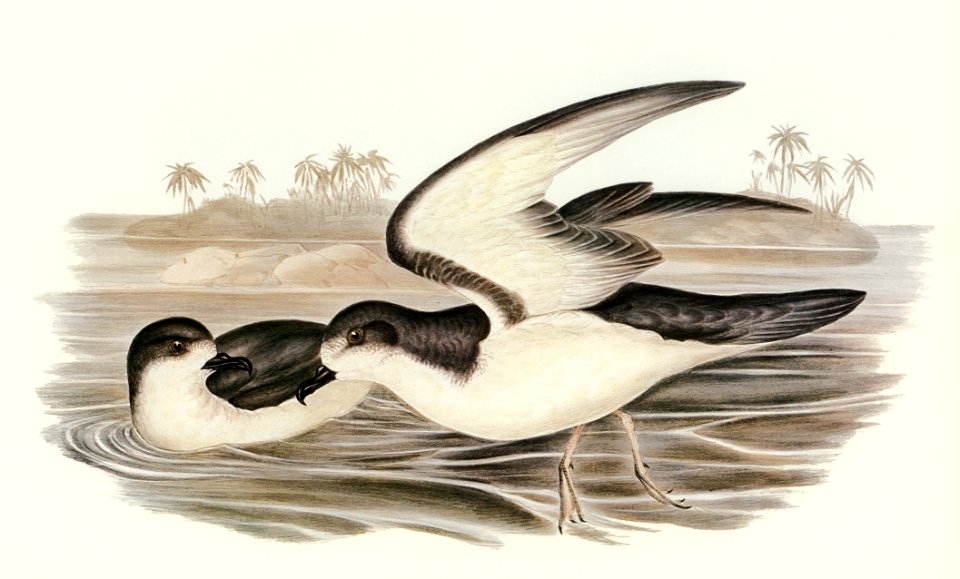 Cook's Petrel (Procellaria Cookii) illustrated by Elizabeth Gould (1804–1841) for John Gould’s (1804-1881) Birds of Australia (1972 Edition, 8 volumes). Digitally enhanced from our own facsimile book (1972 Edition, 8 volumes).