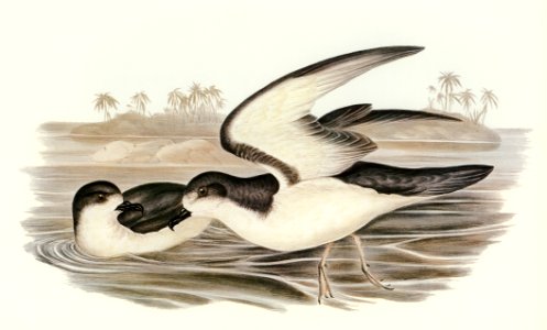 Cook's Petrel (Procellaria Cookii) illustrated by Elizabeth Gould (1804–1841) for John Gould’s (1804-1881) Birds of Australia (1972 Edition, 8 volumes). Digitally enhanced from our own facsimile book (1972 Edition, 8 volumes).