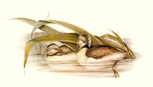 Hoary-headed Grebe (Podiceps poliocephalus) illustrated by Elizabeth Gould (1804–1841) for John Gould’s (1804-1881) Birds of Australia (1972 Edition, 8 volumes). Digitally enhanced from our own facsimile book (1972 Edition, 8 volumes).