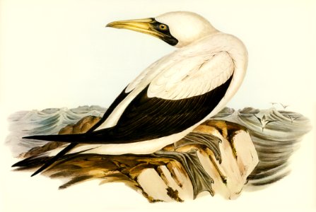 Masked Gannet (Sula personata) illustrated by Elizabeth Gould (1804–1841) for John Gould’s (1804-1881) Birds of Australia (1972 Edition, 8 volumes). Digitally enhanced from our own facsimile book (1972 Edition, 8 volumes).