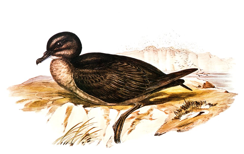 Short-tailed Petrel (Puffinus brevicaudus) illustrated by Elizabeth Gould (1804–1841) for John Gould’s (1804-1881) Birds of Australia (1972 Edition, 8 volumes). Digitally enhanced from our own facsimile book (1972 Edition, 8 volumes).