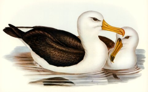 Black-eyebrowed Albatros (Diomedea melanophrys) illustrated by Elizabeth Gould (1804–1841) for John Gould’s (1804-1881) Birds of Australia (1972 Edition, 8 volumes). Digitally enhanced from our own facsimile book (1972 Edition, 8 volumes).
