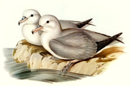 Silvery Grey Petrel (Procellaria Glacialoides) illustrated by Elizabeth Gould (1804–1841) for John Gould’s (1804-1881) Birds of Australia (1972 Edition, 8 volumes). Digitally enhanced from our own facsimile book (1972 Edition, 8 volumes).