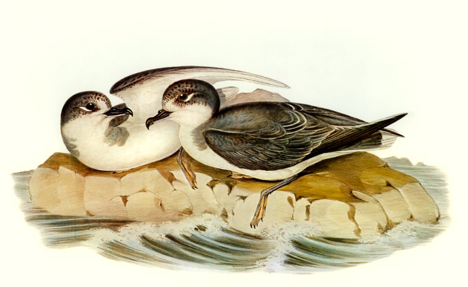 Blue Petrel (Procellaria coerulea) illustrated by Elizabeth Gould (1804–1841) for John Gould’s (1804-1881) Birds of Australia (1972 Edition, 8 volumes). Digitally enhanced from our own facsimile book (1972 Edition, 8 volumes).