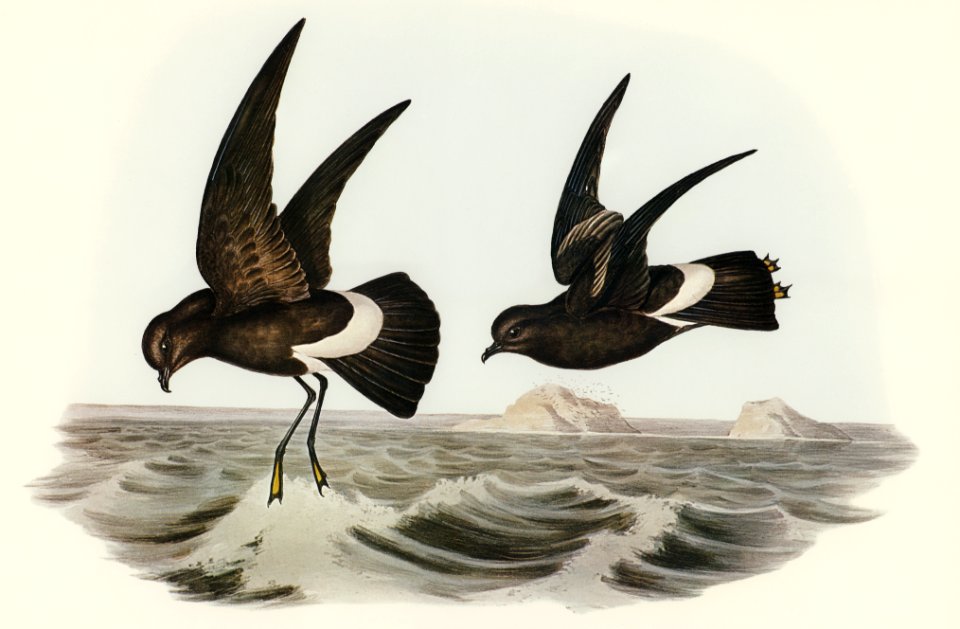 Wilson's Storm Petrel (Thalassidroma Wilsonii) illustrated by Elizabeth Gould (1804–1841) for John Gould’s (1804-1881) Birds of Australia (1972 Edition, 8 volumes). Digitally enhanced from our own facsimile book (1972 Edition, 8 volumes).
