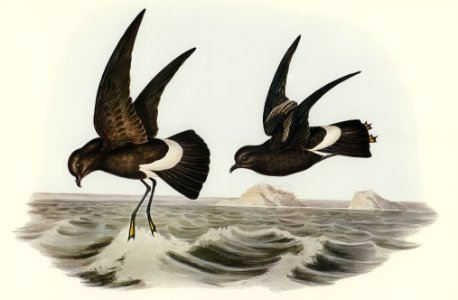 Wilson's Storm Petrel (Thalassidroma Wilsonii) illustrated by Elizabeth Gould (1804–1841) for John Gould’s (1804-1881) Birds of Australia (1972 Edition, 8 volumes). Digitally enhanced from our own facsimile book (1972 Edition, 8 volumes).. Free illustration for personal and commercial use.