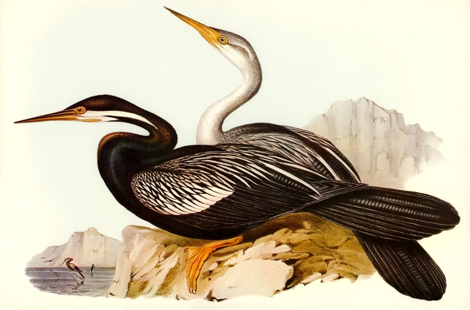 New Holland Darter (Plotus Novae-Hollandiae) illustrated by Elizabeth Gould (1804–1841) for John Gould’s (1804-1881) Birds of Australia (1972 Edition, 8 volumes). Digitally enhanced from our own facsimile book (1972 Edition, 8 volumes).