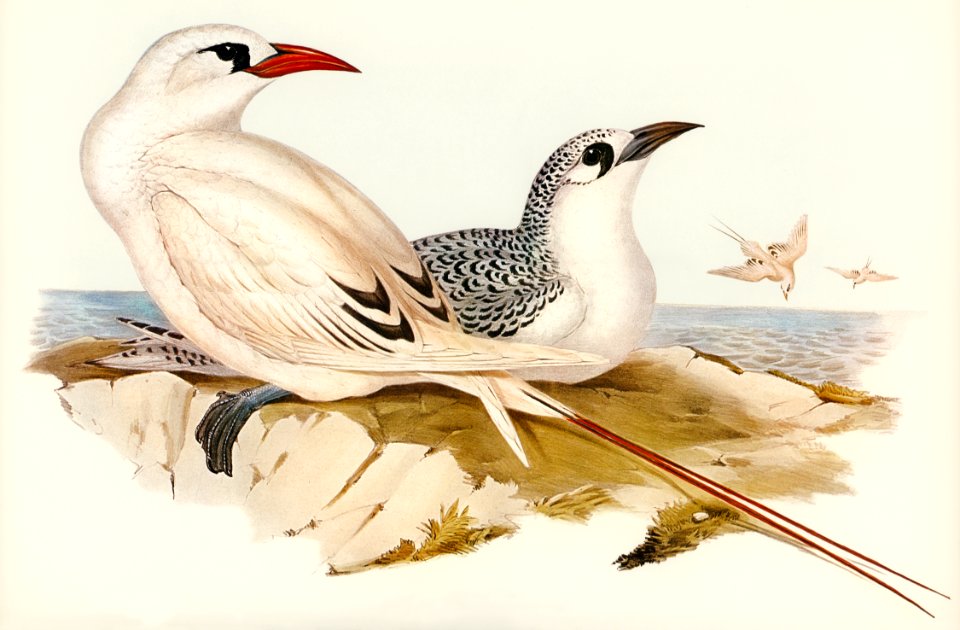 Red-tailed Tropic Bird (Phaeton phoenicurus)illustrated by Elizabeth Gould (1804–1841) for John Gould’s (1804-1881) Birds of Australia (1972 Edition, 8 volumes). Digitally enhanced from our own facsimile book (1972 Edition, 8 volumes).