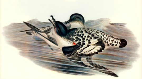 Cape Petrel (Daption Capensis) illustrated by Elizabeth Gould (1804–1841) for John Gould’s (1804-1881) Birds of Australia (1972 Edition, 8 volumes). Digitally enhanced from our own facsimile book (1972 Edition, 8 volumes).