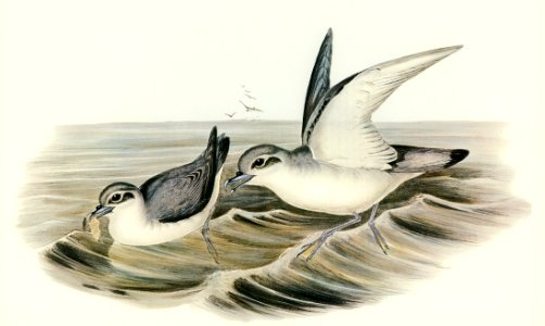 Spectacled Petrel (Procellaria conspicillata) illustrated by Elizabeth Gould (1804–1841) for John Gould’s (1804-1881) Birds of Australia (1972 Edition, 8 volumes). Digitally enhanced from our own facsimile book (1972 Edition, 8 volumes).