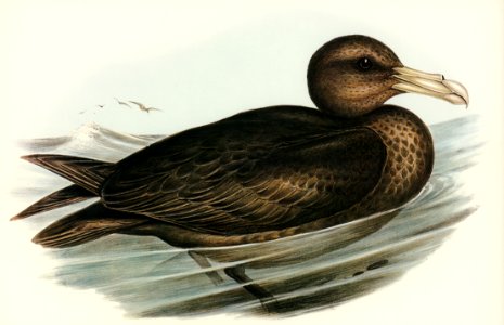 Giant Petrel (Procellaria gigantea) illustrated by Elizabeth Gould (1804–1841) for John Gould’s (1804-1881) Birds of Australia (1972 Edition, 8 volumes). Digitally enhanced from our own facsimile book (1972 Edition, 8 volumes).