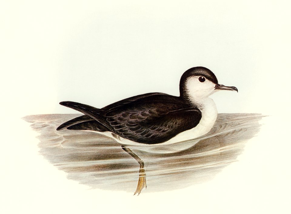 Allied Petrel (Puffinus assimilis) illustrated by Elizabeth Gould (1804–1841) for John Gould’s (1804-1881) Birds of Australia (1972 Edition, 8 volumes). Digitally enhanced from our own facsimile book (1972 Edition, 8 volumes).