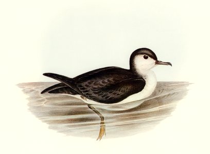 Allied Petrel (Puffinus assimilis) illustrated by Elizabeth Gould (1804–1841) for John Gould’s (1804-1881) Birds of Australia (1972 Edition, 8 volumes). Digitally enhanced from our own facsimile book (1972 Edition, 8 volumes).