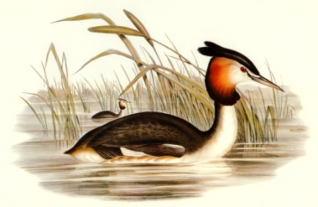 Australian Tippet Grabe (Podiceps Australis) illustrated by Elizabeth Gould (1804–1841) for John Gould’s (1804-1881) Birds of Australia (1972 Edition, 8 volumes). Digitally enhanced from our own facsimile book (1972 Edition, 8 volumes).
