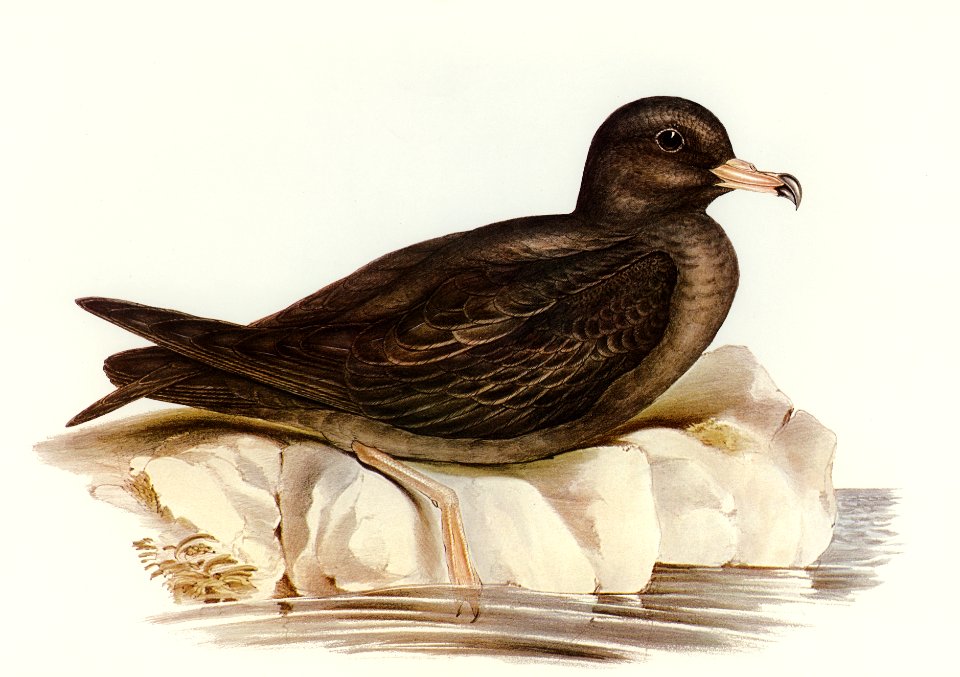 Fleshy-footed Petrel (Puffinus carneipes) illustrated by Elizabeth Gould (1804–1841) for John Gould’s (1804-1881) Birds of Australia (1972 Edition, 8 volumes). Digitally enhanced from our own facsimile book (1972 Edition, 8 volumes).