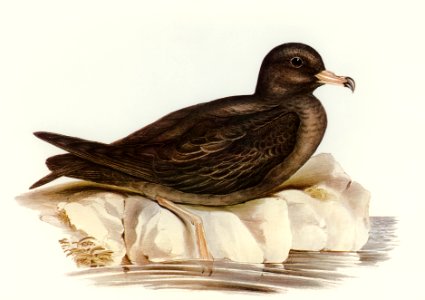 Fleshy-footed Petrel (Puffinus carneipes) illustrated by Elizabeth Gould (1804–1841) for John Gould’s (1804-1881) Birds of Australia (1972 Edition, 8 volumes). Digitally enhanced from our own facsimile book (1972 Edition, 8 volumes).