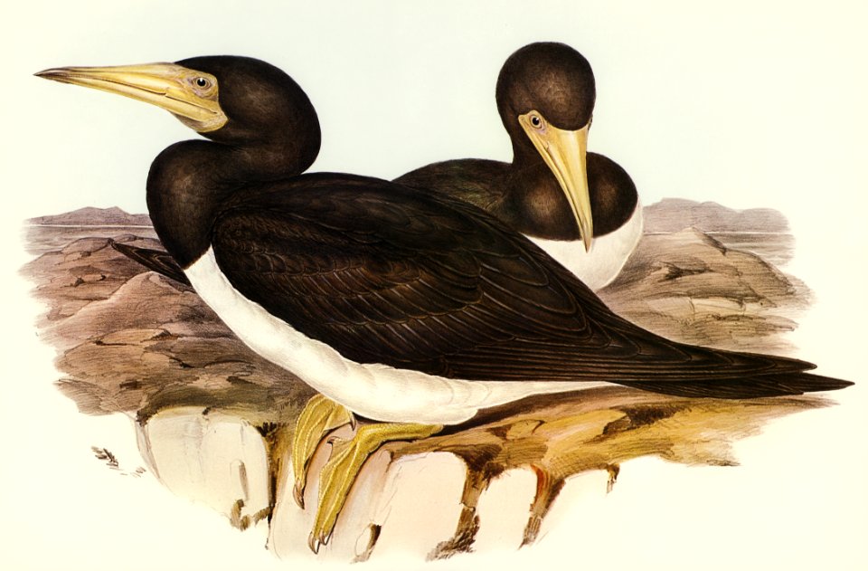 Brown Gannet (Sula fusca) illustrated by Elizabeth Gould (1804–1841) for John Gould’s (1804-1881) Birds of Australia (1972 Edition, 8 volumes). Digitally enhanced from our own facsimile book (1972 Edition, 8 volumes).