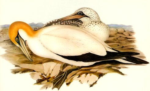 Australian Gannet (Sula Australis) illustrated by Elizabeth Gould (1804–1841) for John Gould’s (1804-1881) Birds of Australia (1972 Edition, 8 volumes). Digitally enhanced from our own facsimile book (1972 Edition, 8 volumes).