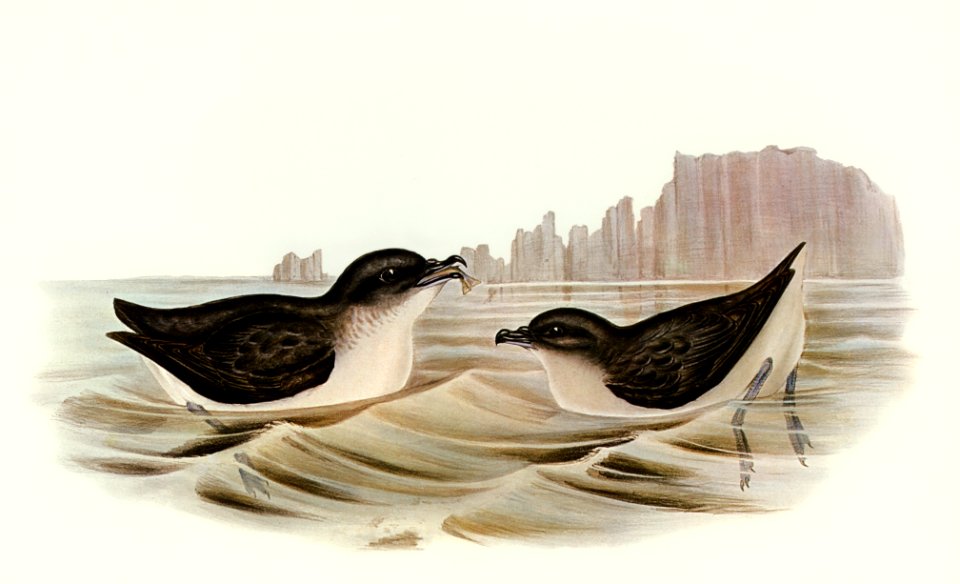 Diving Petrel (Puffinuria Urinatrix) illustrated by Elizabeth Gould (1804–1841) for John Gould’s (1804-1881) Birds of Australia (1972 Edition, 8 volumes). Digitally enhanced from our own facsimile book (1972 Edition, 8 volumes).