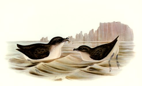 Diving Petrel (Puffinuria Urinatrix) illustrated by Elizabeth Gould (1804–1841) for John Gould’s (1804-1881) Birds of Australia (1972 Edition, 8 volumes). Digitally enhanced from our own facsimile book (1972 Edition, 8 volumes).