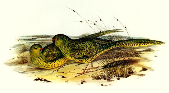 Ground Parakeet (Pezoporus formosus) illustrated by Elizabeth Gould (1804–1841) for John Gould’s (1804-1881) Birds of Australia (1972 Edition, 8 volumes). Digitally enhanced from our own facsimile book (1972 Edition, 8 volumes).