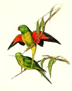 Scaly-breasted Lorikeet (Trichoglossus chlorolepidotus) illustrated by Elizabeth Gould (1804–1841) for John Gould’s (1804-1881) Birds of Australia (1972 Edition, 8 volumes). Digitally enhanced from our own facsimile book (1972 Edition, 8 volumes).