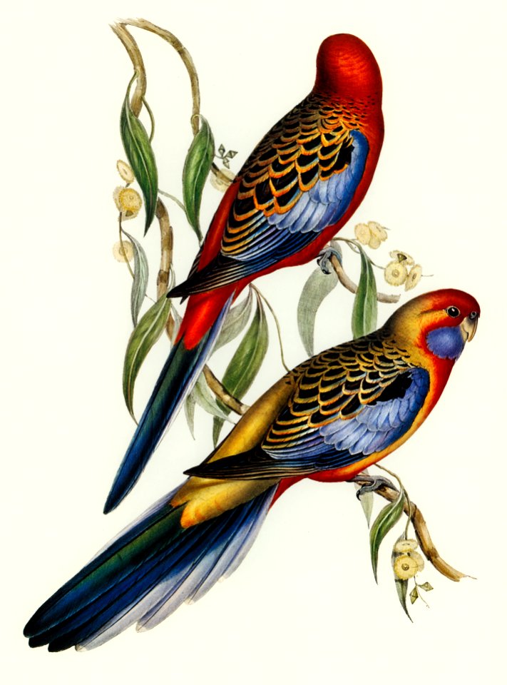Adelaide Parakeet (Platycercus Adelaidiae) illustrated by Elizabeth Gould (1804–1841) for John Gould’s (1804-1881) Birds of Australia (1972 Edition, 8 volumes). Digitally enhanced from our own facsimile book (1972 Edition, 8 volumes).