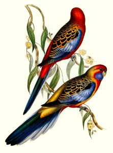 Adelaide Parakeet (Platycercus Adelaidiae) illustrated by Elizabeth Gould (1804–1841) for John Gould’s (1804-1881) Birds of Australia (1972 Edition, 8 volumes). Digitally enhanced from our own facsimile book (1972 Edition, 8 volumes).