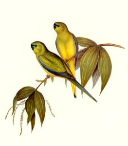 Rock Grass-Parakeet (Euphema petrophila) illustrated by Elizabeth Gould (1804–1841) for John Gould’s (1804-1881) Birds of Australia (1972 Edition, 8 volumes). Digitally enhanced from our own facsimile book (1972 Edition, 8 volumes).