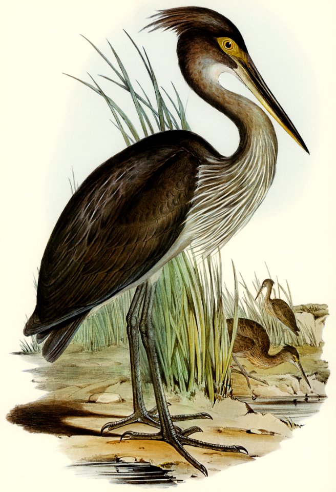 Great-billed Heron (Ardea rectirostris) illustrated by Elizabeth Gould (1804–1841) for John Gould’s (1804-1881) Birds of Australia (1972 Edition, 8 volumes). Digitally enhanced from our own facsimile book (1972 Edition, 8 volumes).