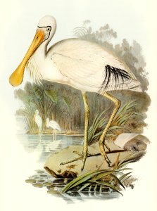 Yellow-legged Spoonbill (Platalea flavipes) illustrated by Elizabeth Gould (1804–1841) for John Gould’s (1804-1881) Birds of Australia (1972 Edition, 8 volumes). Digitally enhanced from our own facsimile book (1972 Edition, 8 volumes).