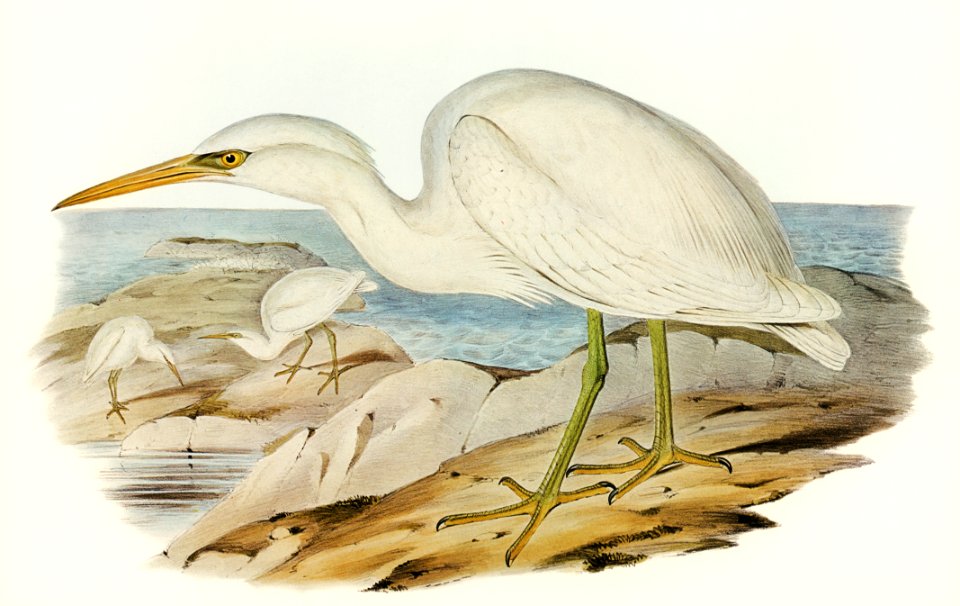 White Reef Heron (Herodias Greyi) illustrated by Elizabeth Gould (1804–1841) for John Gould’s (1804-1881) Birds of Australia (1972 Edition, 8 volumes). Digitally enhanced from our own facsimile book (1972 Edition, 8 volumes).