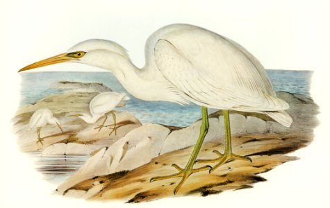 White Reef Heron (Herodias Greyi) illustrated by Elizabeth Gould (1804–1841) for John Gould’s (1804-1881) Birds of Australia (1972 Edition, 8 volumes). Digitally enhanced from our own facsimile book (1972 Edition, 8 volumes).