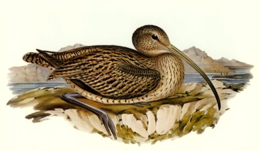 Australian Curlew (Numenius Australis) illustrated by Elizabeth Gould (1804–1841) for John Gould’s (1804-1881) Birds of Australia (1972 Edition, 8 volumes). Digitally enhanced from our own facsimile book (1972 Edition, 8 volumes).