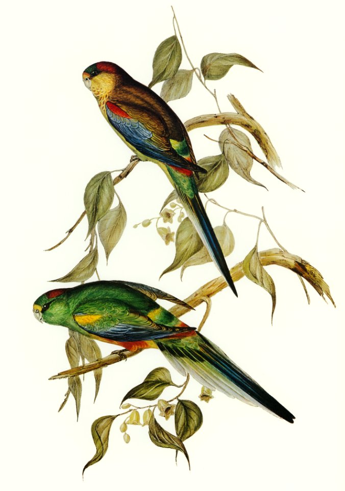 Many-coloured Parakeet (Psephotus multicolor) illustrated by Elizabeth Gould (1804–1841) for John Gould’s (1804-1881) Birds of Australia (1972 Edition, 8 volumes). Digitally enhanced from our own facsimile book (1972 Edition, 8 volumes).