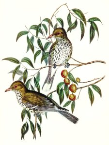 New South Wales Oriole (Oriolus viridis) illustrated by Elizabeth Gould (1804–1841) for John Gould’s (1804-1881) Birds of Australia (1972 Edition, 8 volumes). Digitally enhanced from our own facsimile book (1972 Edition, 8 volumes).