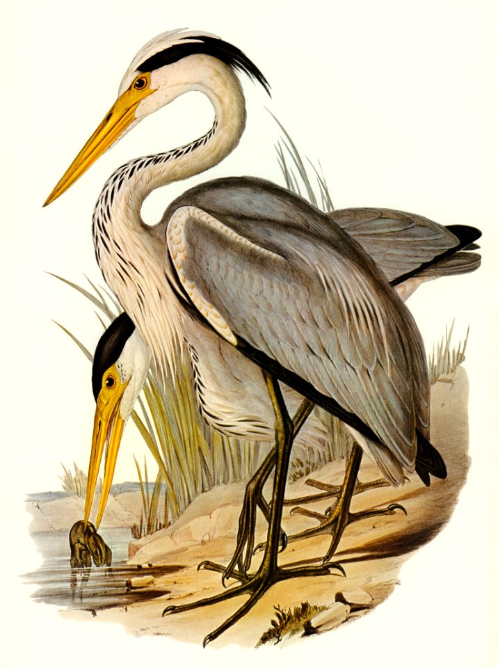 Great Grey Heron (Ardea leucophaea) illustrated by Elizabeth Gould (1804–1841) for John Gould’s (1804-1881) Birds of Australia (1972 Edition, 8 volumes). Digitally enhanced from our own facsimile book (1972 Edition, 8 volumes).