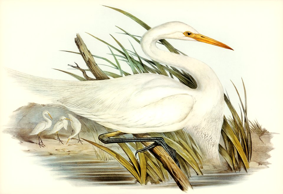 Plumed Egret (Herodias plumiferus) illustrated by Elizabeth Gould (1804–1841) for John Gould’s (1804-1881) Birds of Australia (1972 Edition, 8 volumes). Digitally enhanced from our own facsimile book (1972 Edition, 8 volumes).