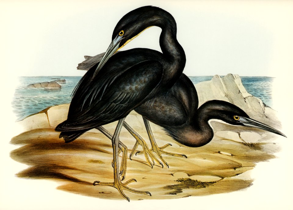 Blue Reef Heron (Herodias jugularis) illustrated by Elizabeth Gould (1804–1841) for John Gould’s (1804-1881) Birds of Australia (1972 Edition, 8 volumes). Digitally enhanced from our own facsimile book (1972 Edition, 8 volumes).