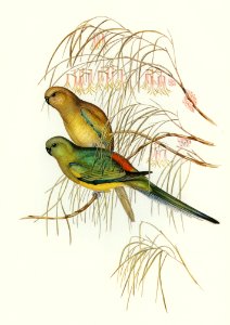 Red-backed Parakeet (Psephotus haematonotus) illustrated by Elizabeth Gould (1804–1841) for John Gould’s (1804-1881) Birds of Australia (1972 Edition, 8 volumes). Digitally enhanced from our own facsimile book (1972 Edition, 8 volumes).
