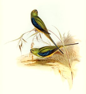 Blue-banded Grass-Parakeet (Euphema chrysostoma) illustrated by Elizabeth Gould (1804–1841) for John Gould’s (1804-1881) Birds of Australia (1972 Edition, 8 volumes). Digitally enhanced from our own facsimile book (1972 Edition, 8 volumes).