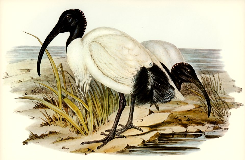 White Ibis (Threskiornis strictipennis) illustrated by Elizabeth Gould (1804–1841) for John Gould’s (1804-1881) Birds of Australia (1972 Edition, 8 volumes). Digitally enhanced from our own facsimile book (1972 Edition, 8 volumes).