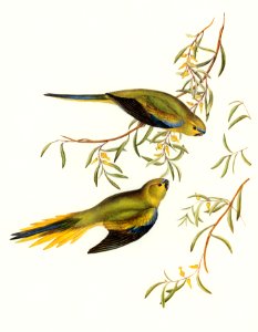 Elegant Grass-Parakeet (Euphema elegans) illustrated by Elizabeth Gould (1804–1841) for John Gould’s (1804-1881) Birds of Australia (1972 Edition, 8 volumes). Digitally enhanced from our own facsimile book (1972 Edition, 8 volumes).