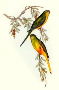 Orange-bellied Grass-Parrakeet (Euphema aurantia) illustrated by Elizabeth Gould (1804–1841) for John Gould’s (1804-1881) Birds of Australia (1972 Edition, 8 volumes). Digitally enhanced from our own facsimile book (1972 Edition, 8 volumes).