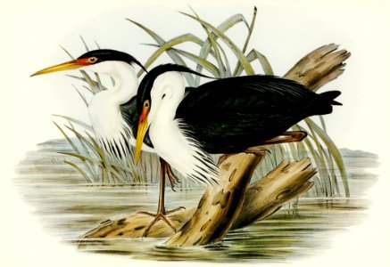 Pied Egret (Herodias picata) illustrated by Elizabeth Gould (1804–1841) for John Gould’s (1804-1881) Birds of Australia (1972 Edition, 8 volumes). Digitally enhanced from our own facsimile book (1972 Edition, 8 volumes).. Free illustration for personal and commercial use.