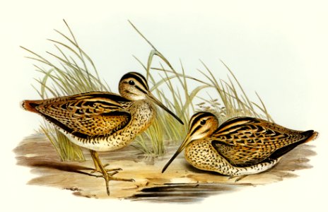 New Holland Snipe (Scolopax Australis) illustrated by Elizabeth Gould (1804–1841) for John Gould’s (1804-1881) Birds of Australia (1972 Edition, 8 volumes). Digitally enhanced from our own facsimile book (1972 Edition, 8 volumes).