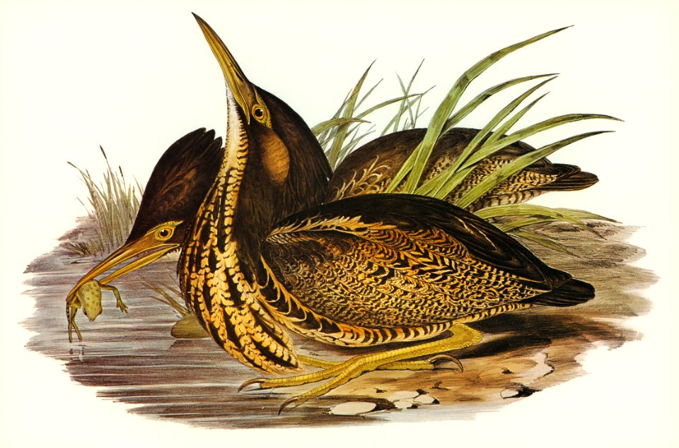 Australian Bittern (Botaurus Australis) illustrated by Elizabeth Gould (1804–1841) for John Gould’s (1804-1881) Birds of Australia (1972 Edition, 8 volumes). Digitally enhanced from our own facsimile book (1972 Edition, 8 volumes).